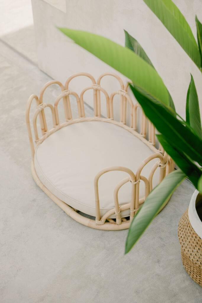 Flos pet bed styled with indoor plants