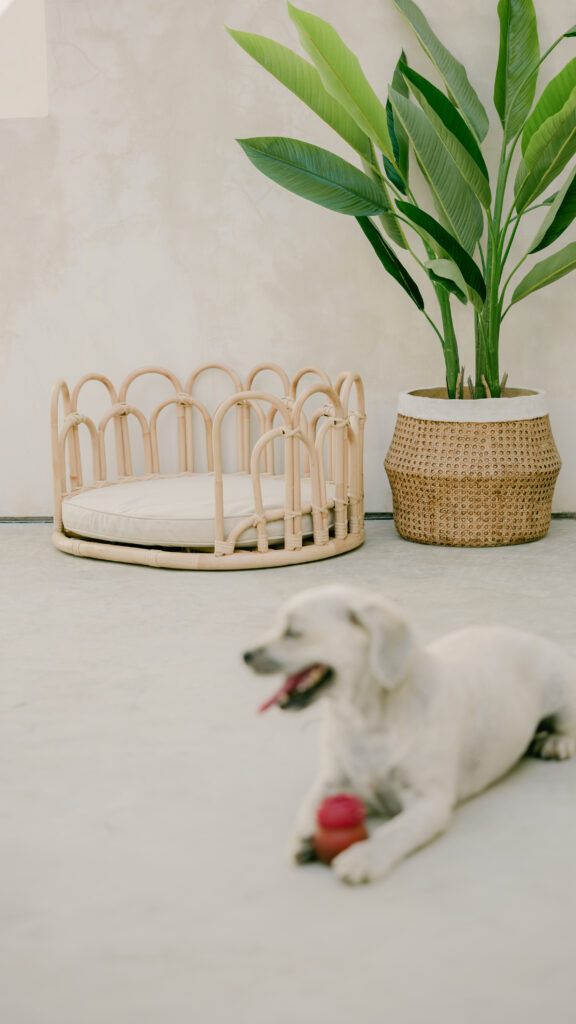 Flos rattan pet bed with relaxed dog lounging