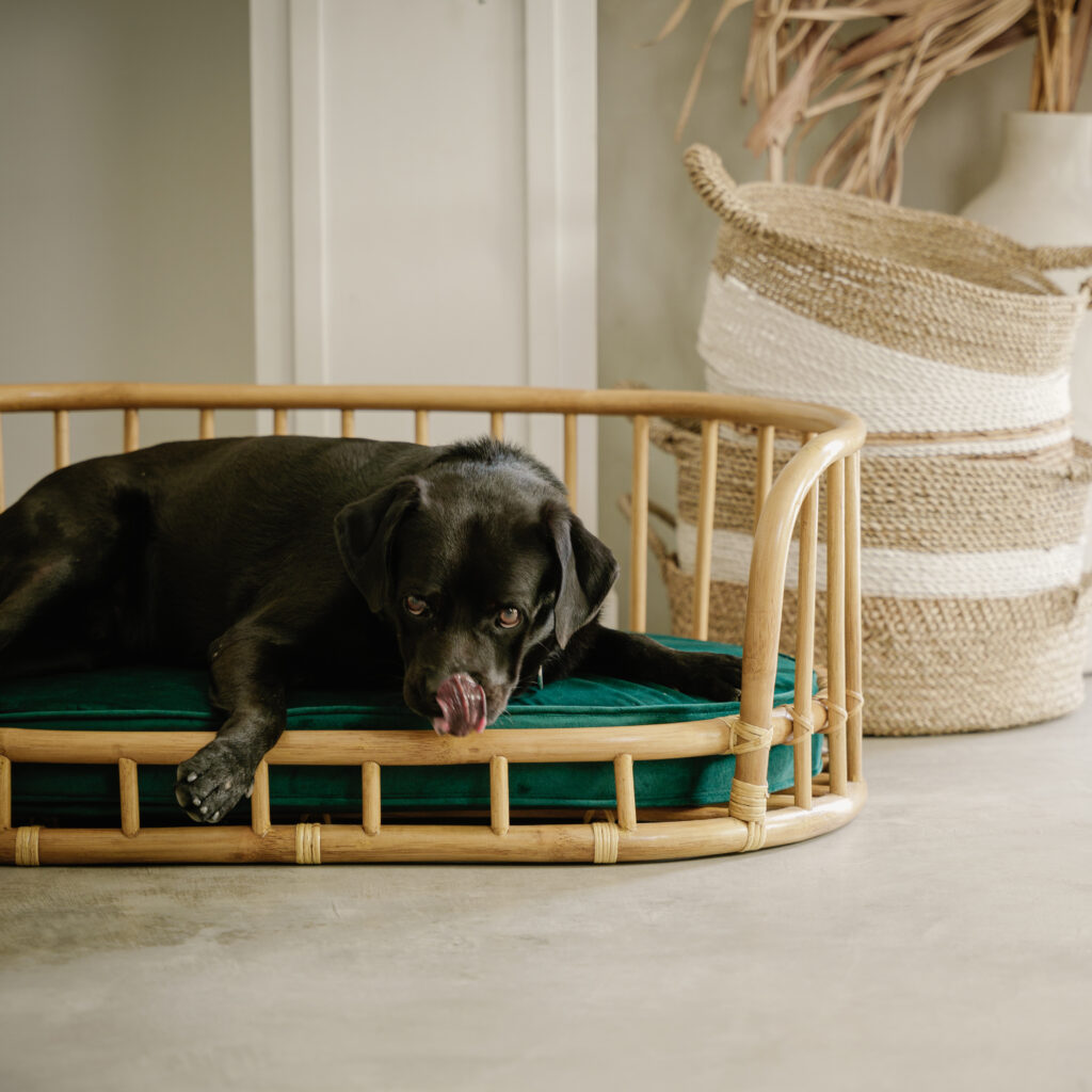 Origo rattan pet bed with dog resting comfortably